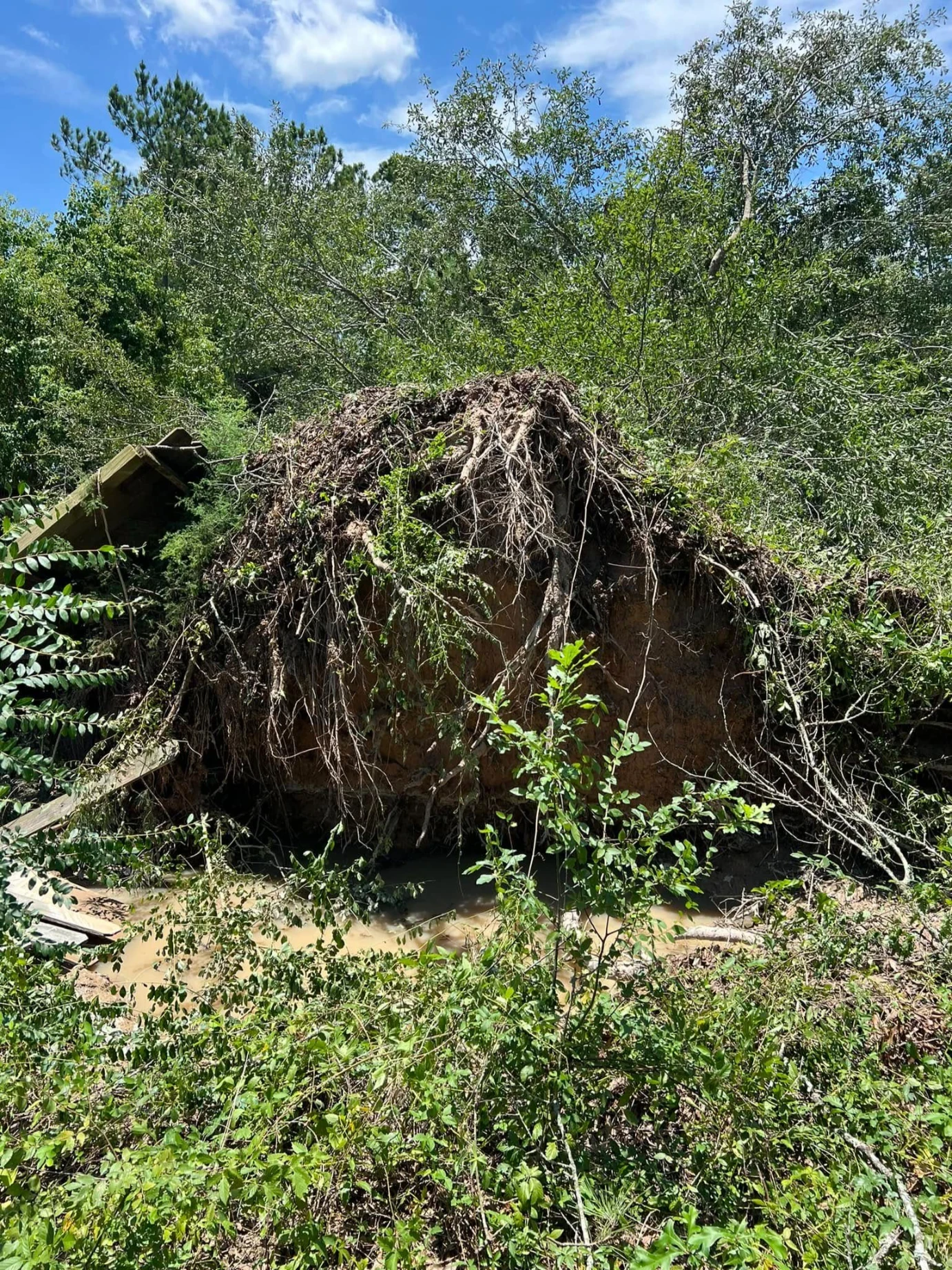 affordable tree removal company