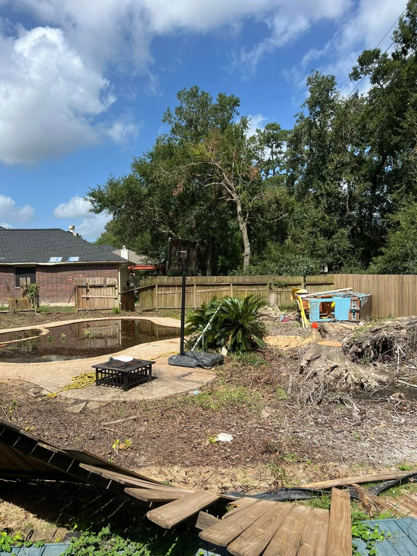 large tree removal experts