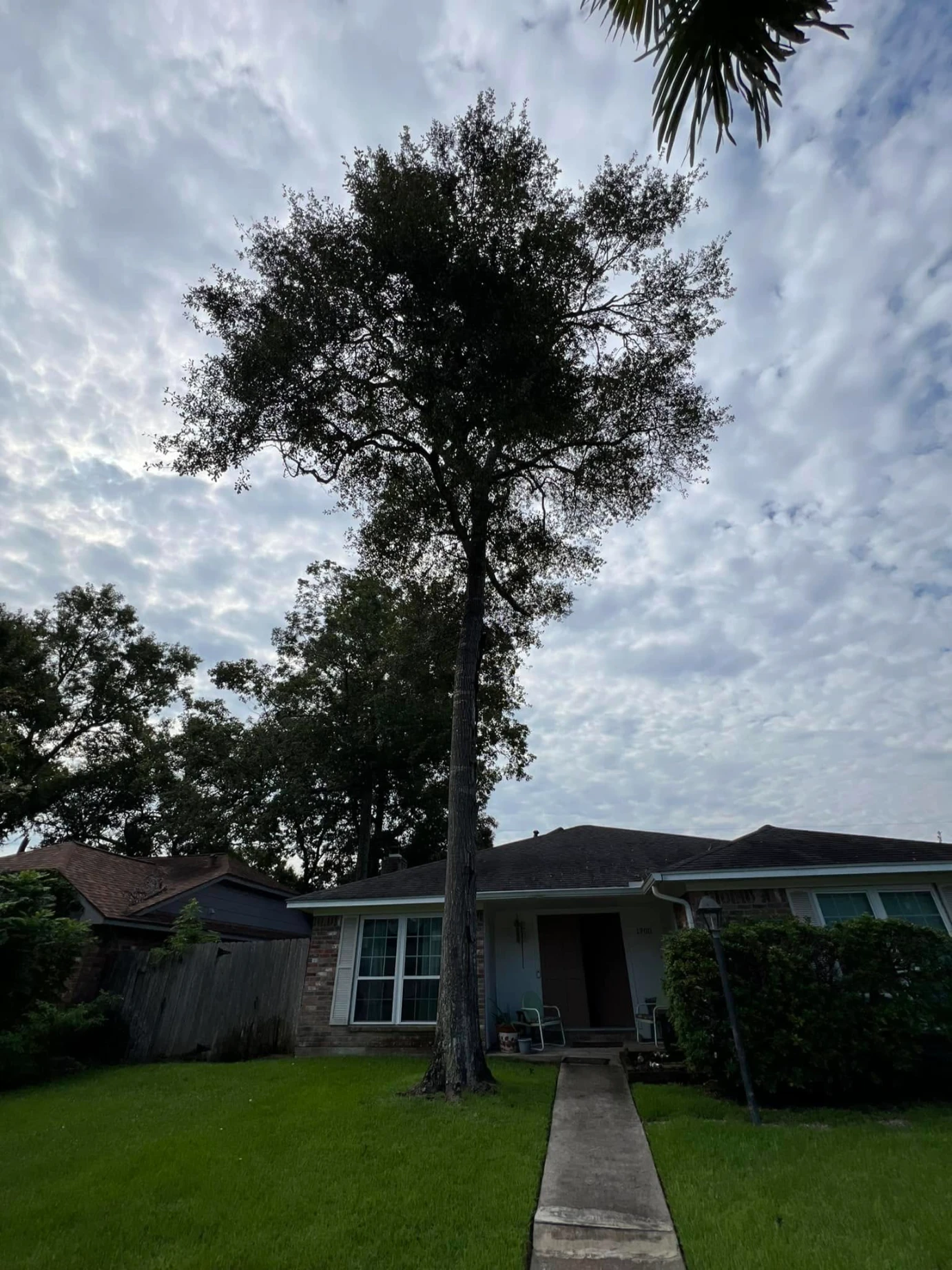 residential tree removal contractor