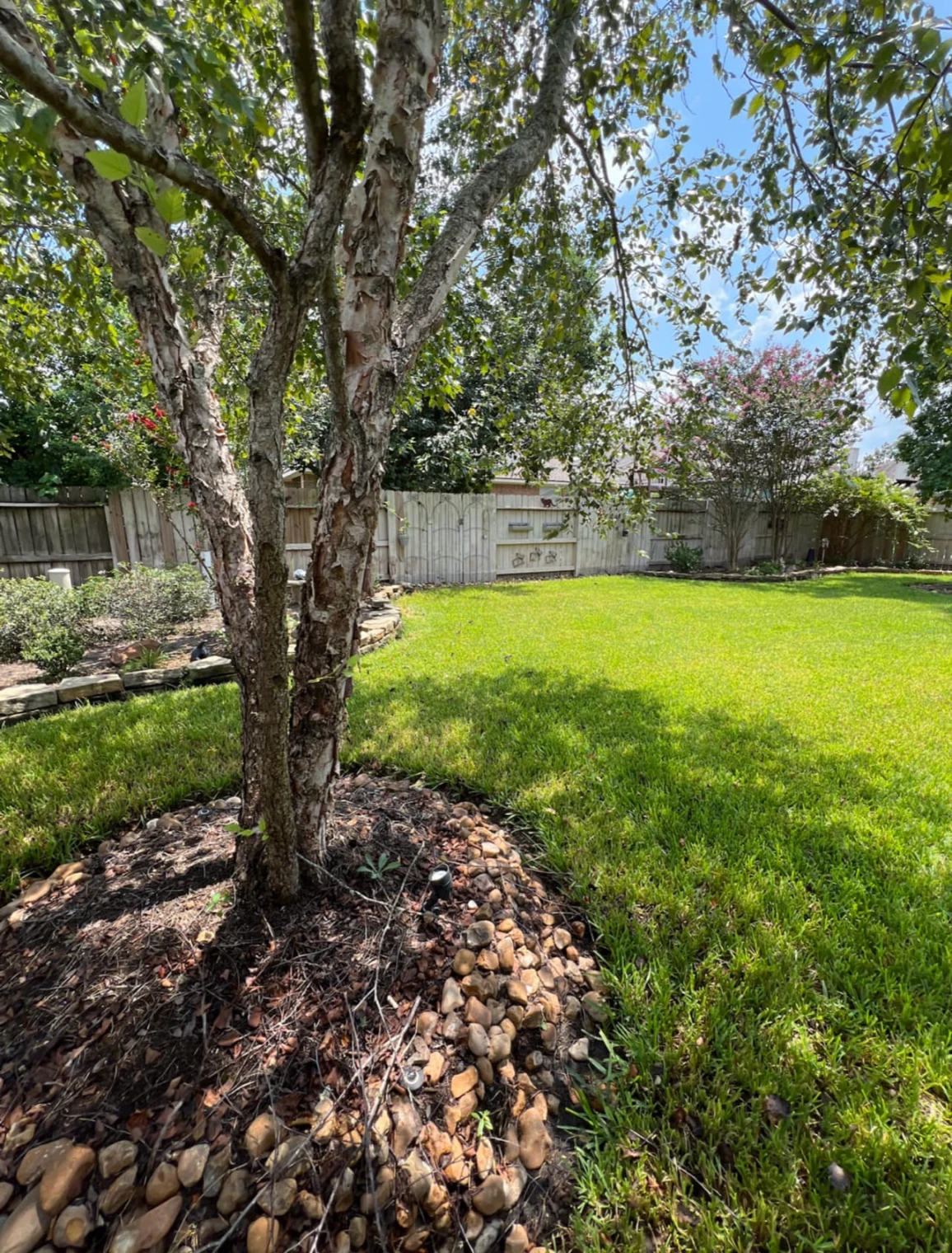 safe tree cutting and removal